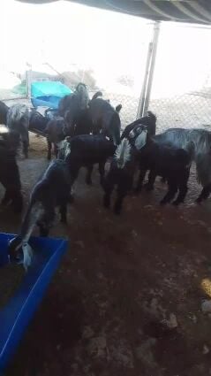 للبيع جمد عوارض مقاني امراح واحد