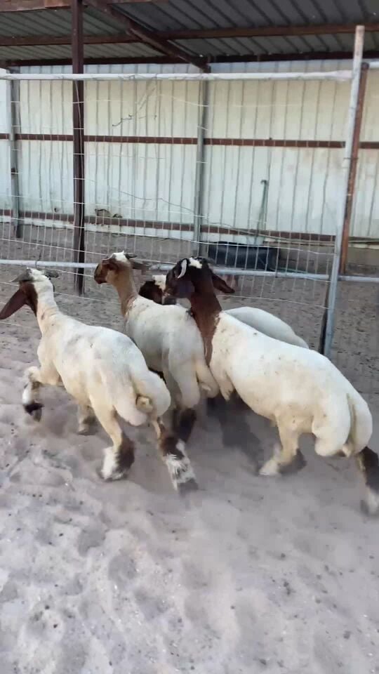 خرفان بلديه سمان فل