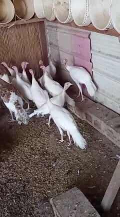 للبيع رومي