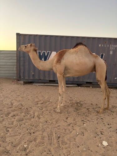 لقحه مهجنه 