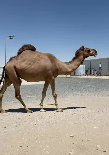 عمانيه