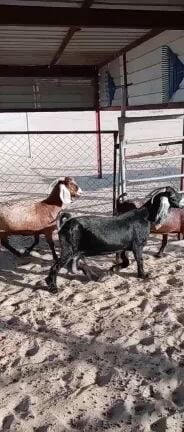 معزا 