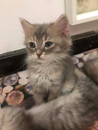 Persian