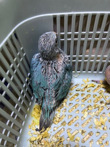 فرخ درّه ازرق فايلوت