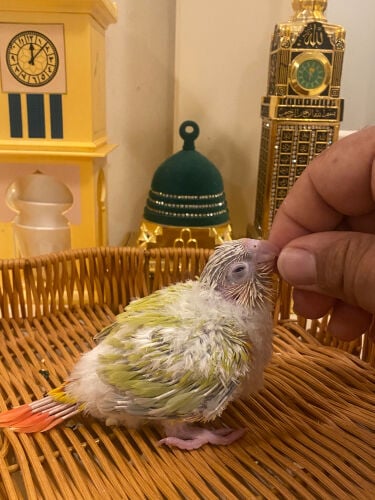صن شك كنيور غر 