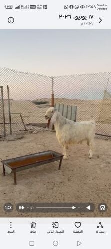 فحل عارضي خصم