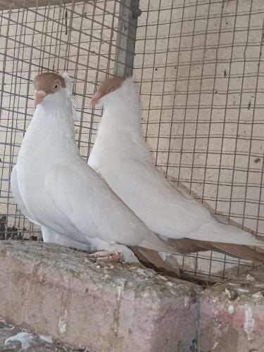 fancy pigeon