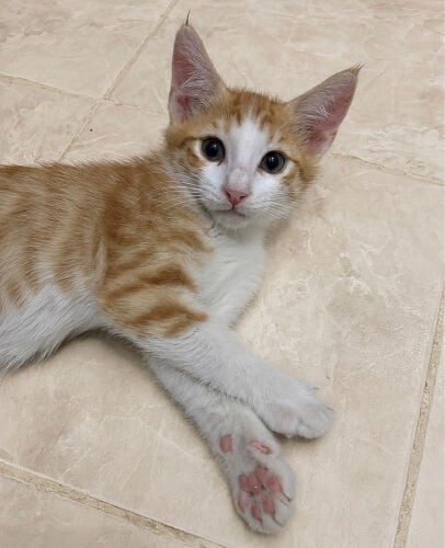 Male kitten for adoption 