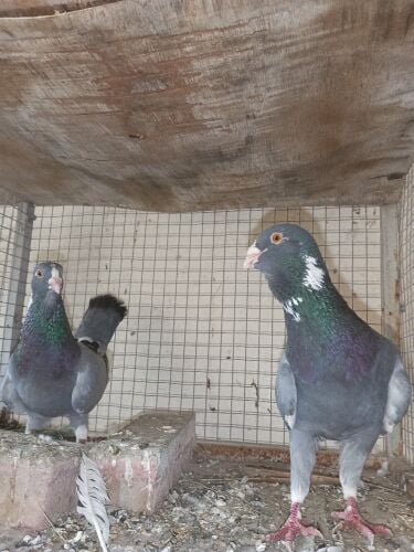 fancy pigeon