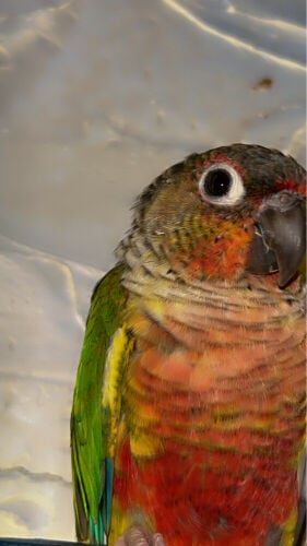 conure
