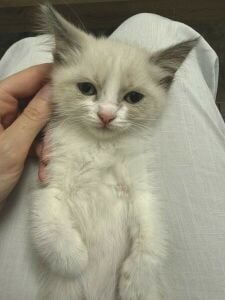 Ragdoll kittens: 2 female , 1 male