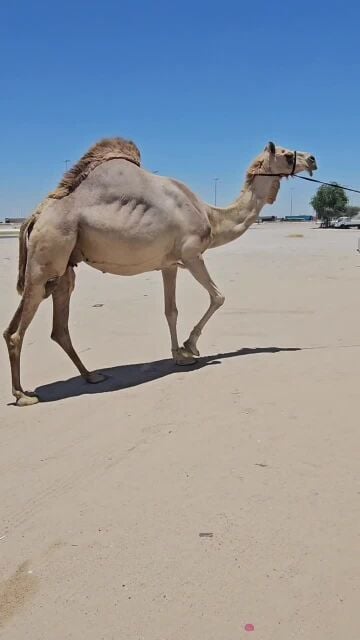 مدني اول الوقت