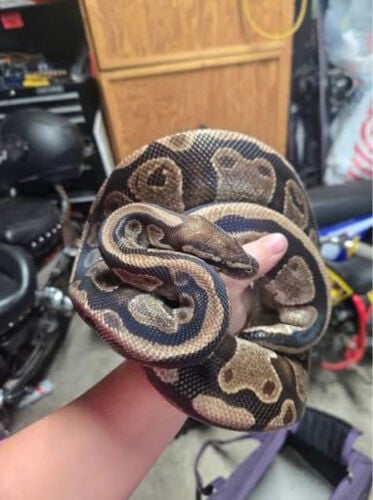 ball python