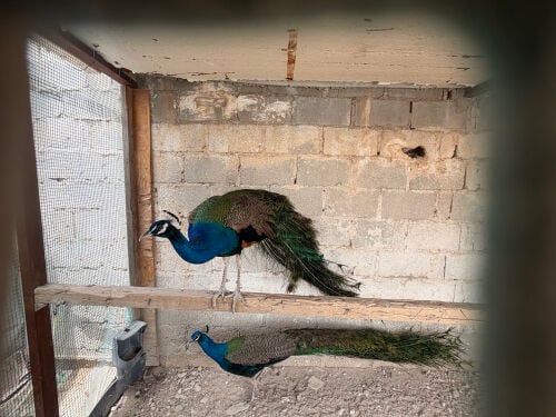 peacock for sell