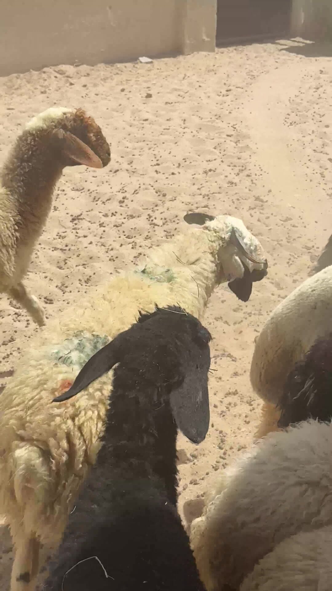 فحل عربي 