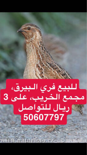 فري