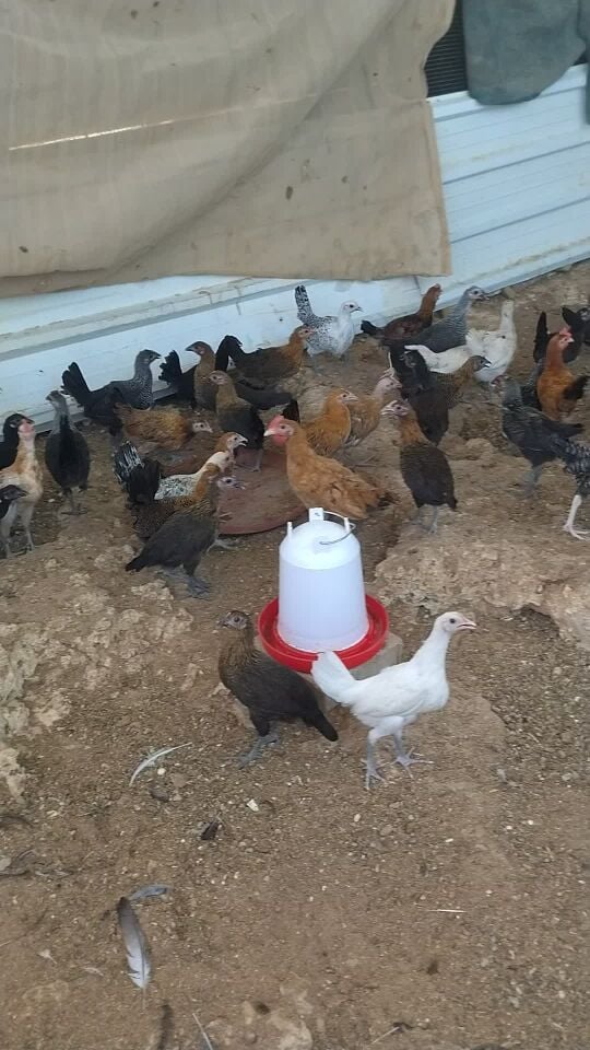 desi chicken good quality and best