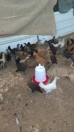Good and healthy chiken.