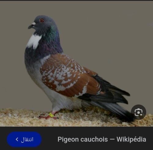 مطلوب هذا الحمام