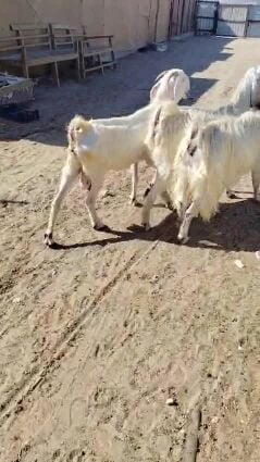 معزا مشاريك طيبة