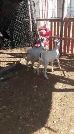 تيوس ذبائح سمان