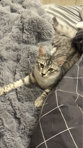 Maine coon