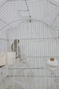 canary female ready