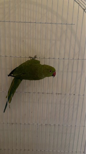 طير دره الهندي 