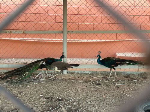 peacock 