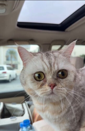 شاشلا ستريت 