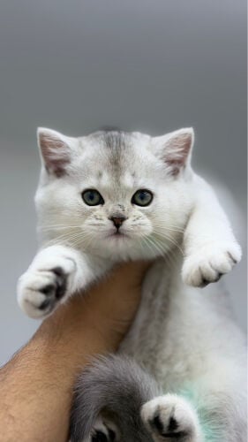 قطه انثى بريتش