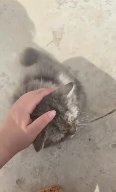 للتبني قطه