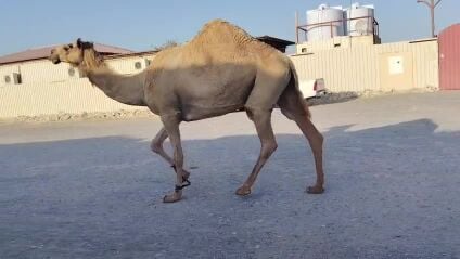 شقحا لقحه علي بعير اوضح