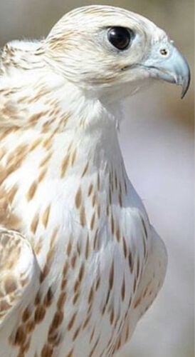 للبيع مكينة اطباق