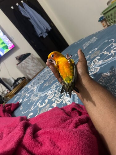 للبيع طائر صن كنيور