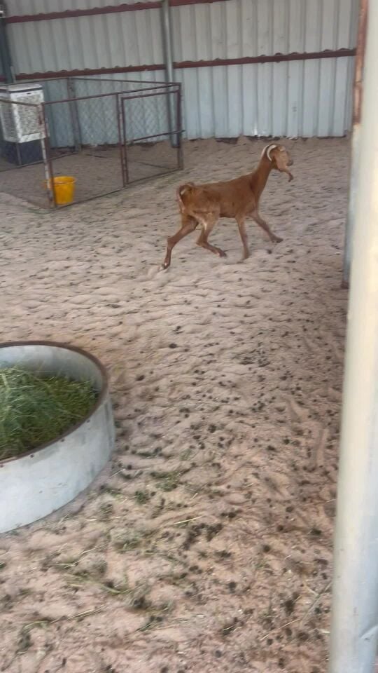 للبيع عنز سليمه ديد وسن 