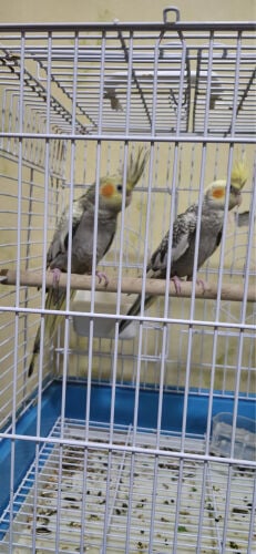 cocktail couple