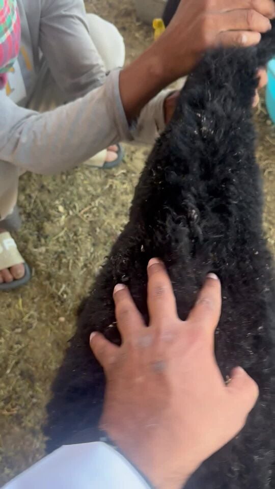 خروف عربي للبيع