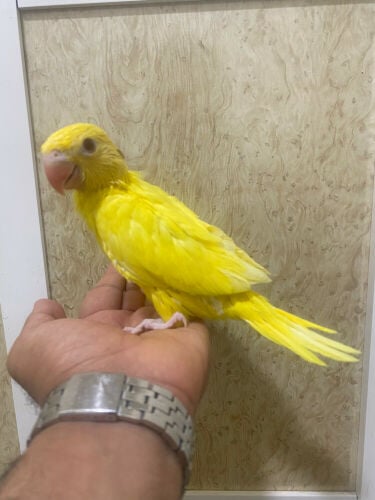 متوفرين فروخ دره اصفر و ازرق 