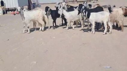 للبيع معزاء عوارض ملوين طيبه