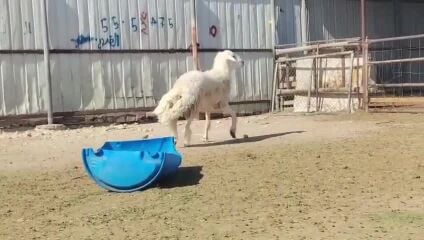للبيع فحل حري طيب ينسف