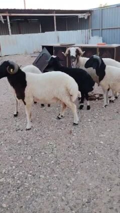 خرفان جداع