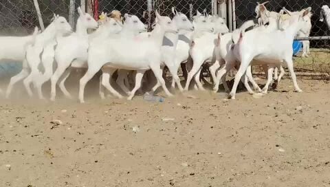 للبيع جمد عمانيات برص طيبه