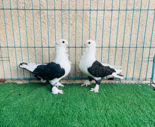 satin breeding pair