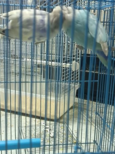 Fisher Love Bird