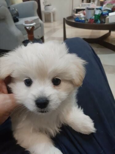Maltese puppy age 2.5 months