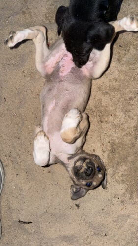 7 puppy with mother 