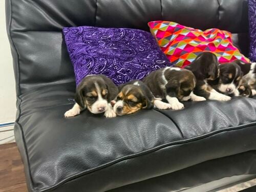Beagle Puppies