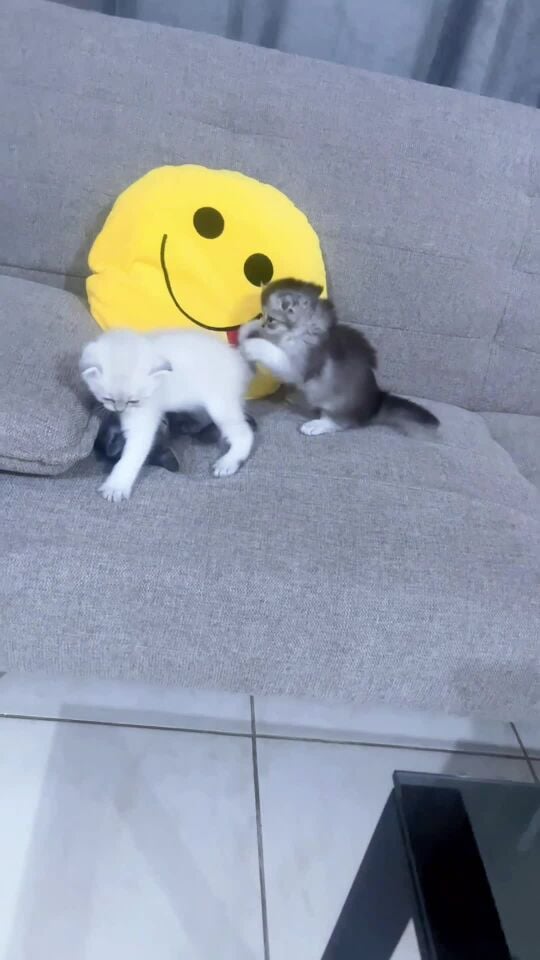 luki liliu 