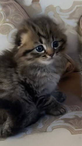 سكوتش فولد لونق هير